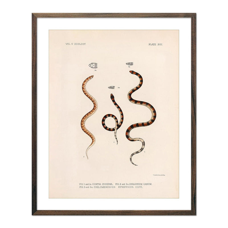 Snakes Art Print - Muir Way - Animals