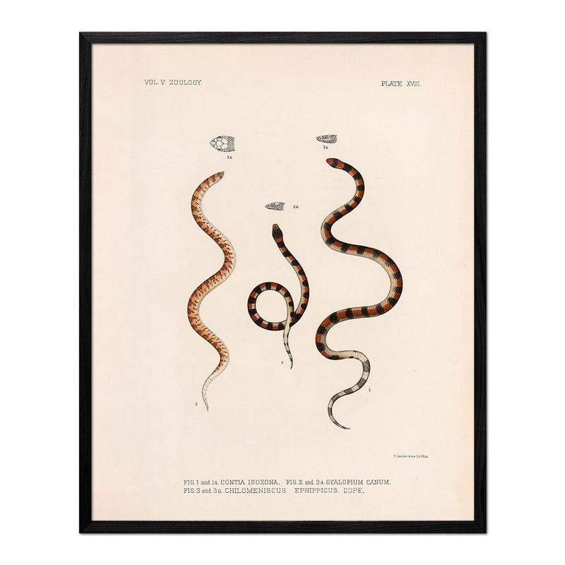 Snakes Art Print - Muir Way - Animals