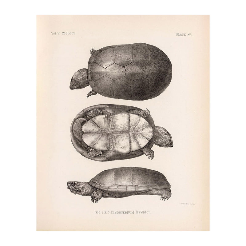 Sonora Mud Turtle Art Print - Muir Way - Animals