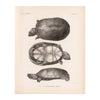 Sonora Mud Turtle Art Print