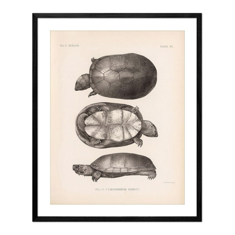 Sonora Mud Turtle Art Print - Muir Way - Animals