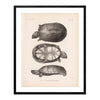 Sonora Mud Turtle Art Print