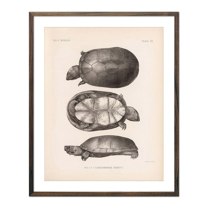 Sonora Mud Turtle Art Print - Muir Way - Animals