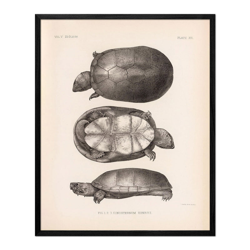 Sonora Mud Turtle Art Print - Muir Way - Animals