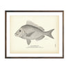 Vintage Southern Scup fish print