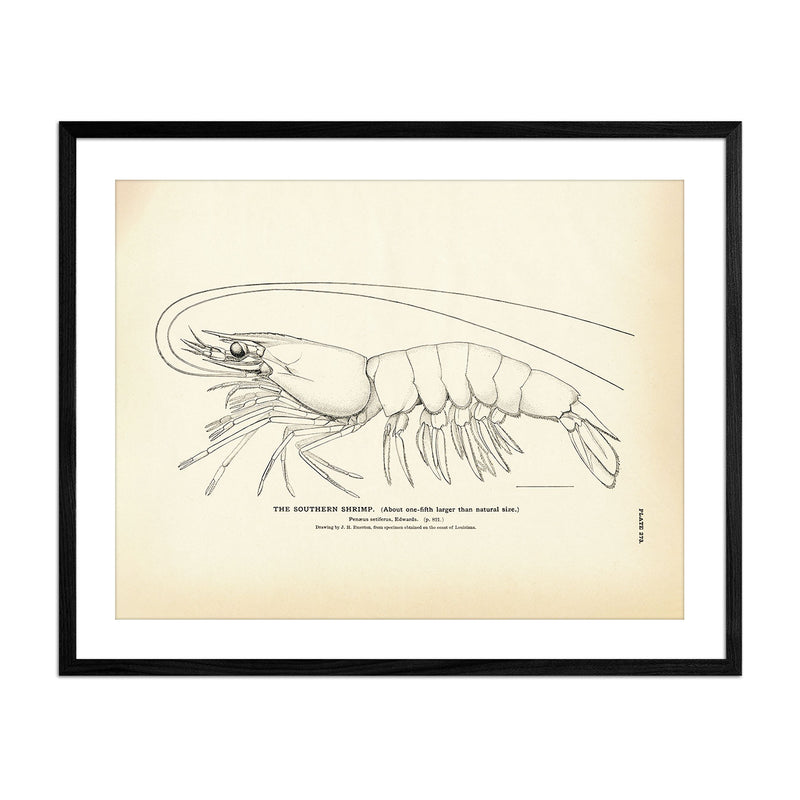 Southern Shrimp Art Print - Muir Way - Fisheries