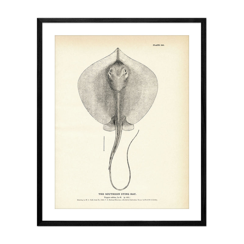 Southern Sting Ray Art Print - Muir Way - Fisheries