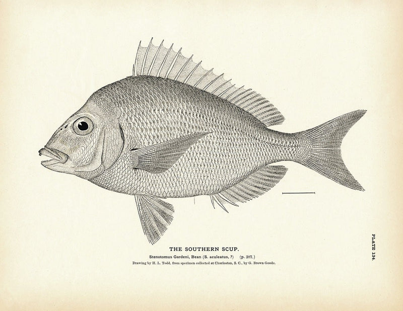 Southern Scup Art Print - Muir Way - Fisheries