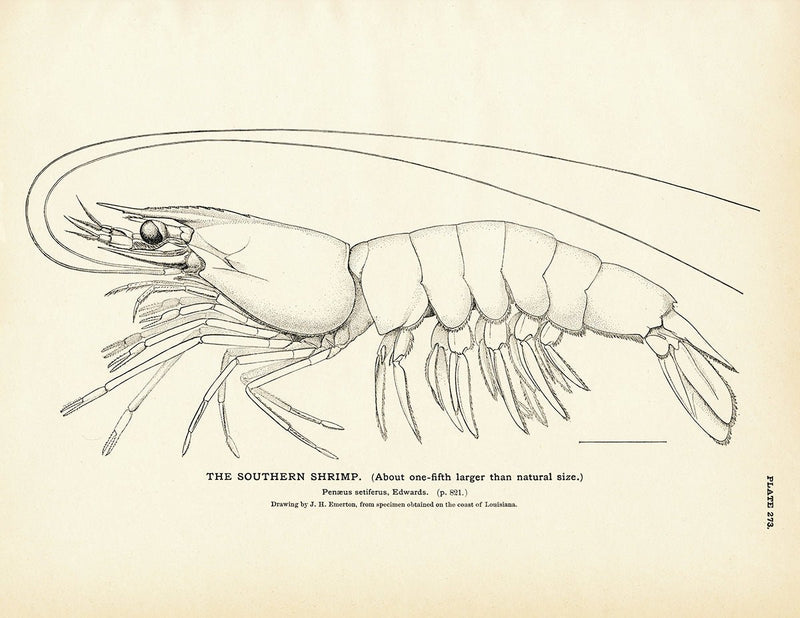 Southern Shrimp Art Print - Muir Way - Fisheries