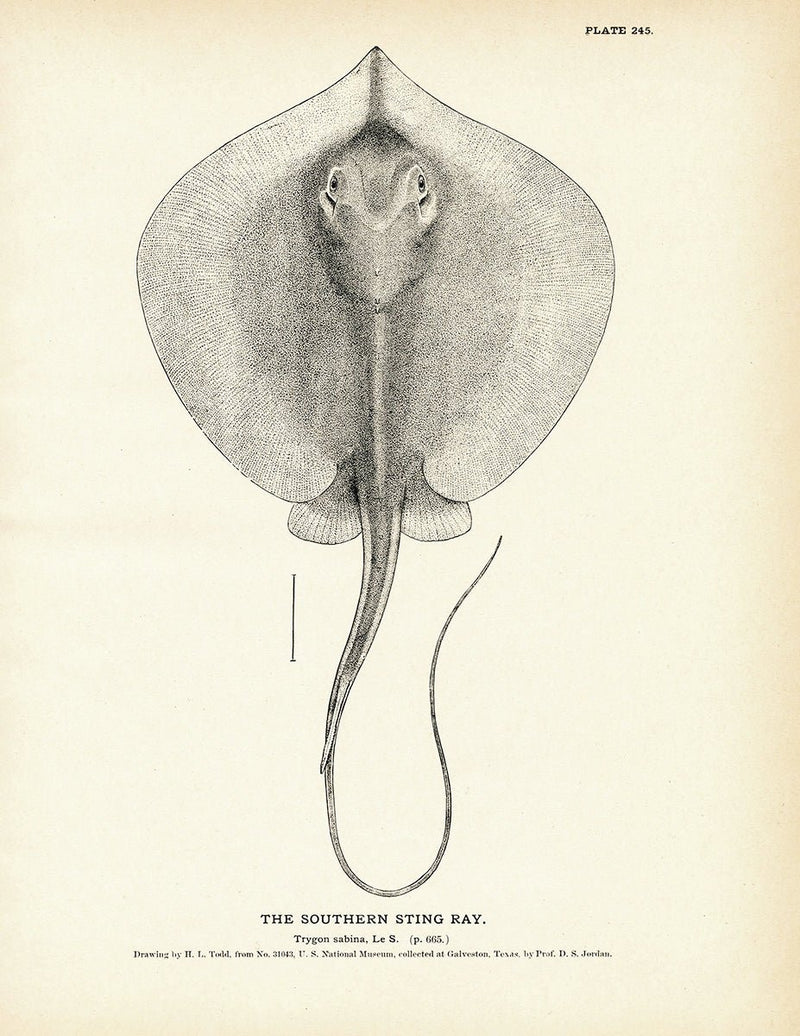 Southern Sting Ray Art Print - Muir Way - Fisheries