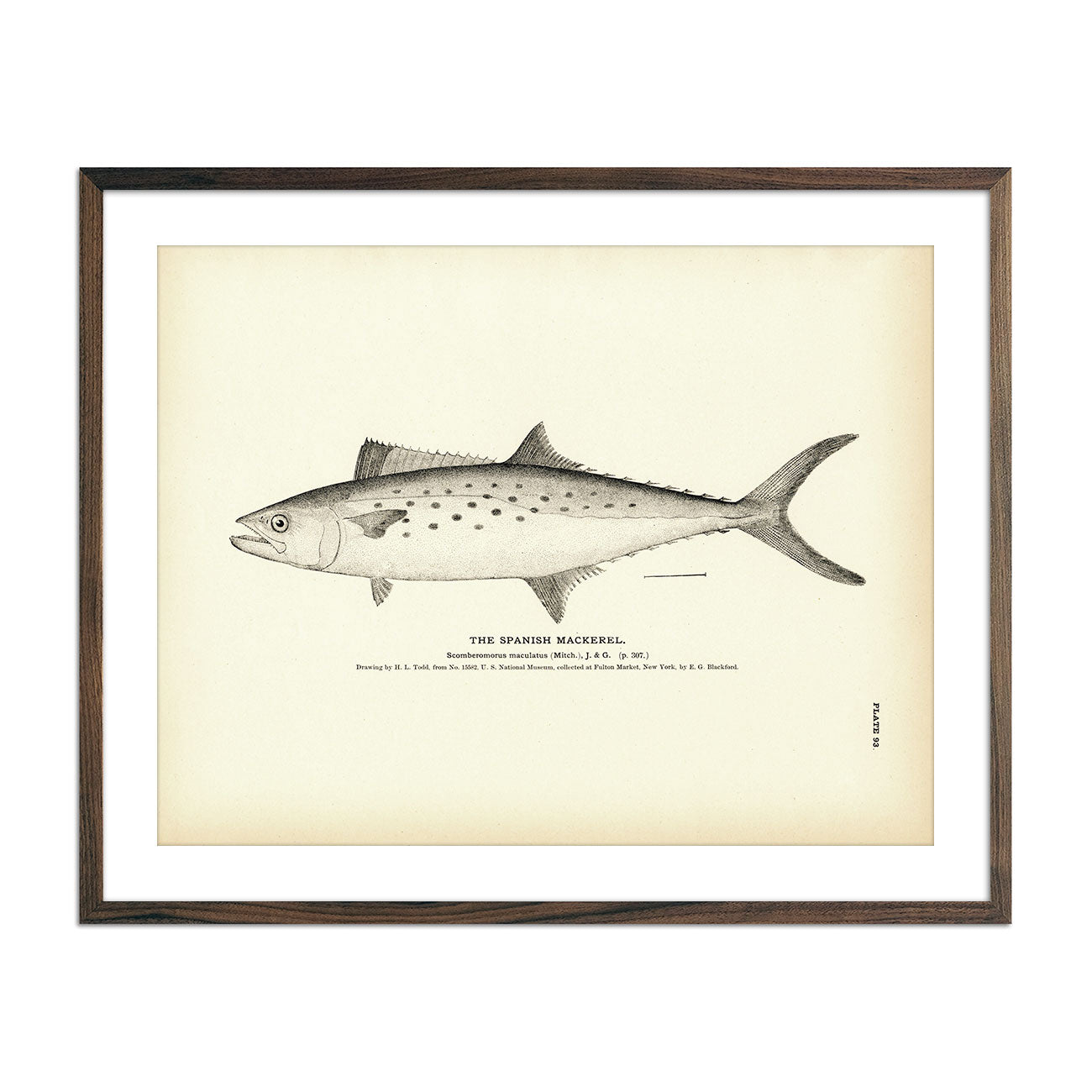 Vintage Spanish Mackerel fish print