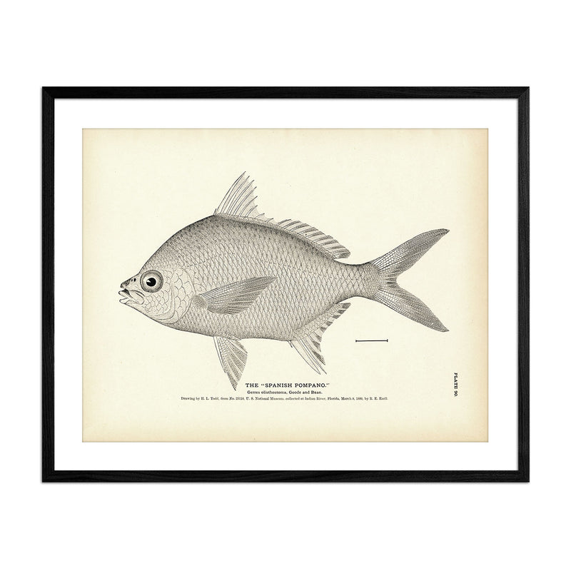 Spanish Pompano Art Print - Muir Way - Fisheries