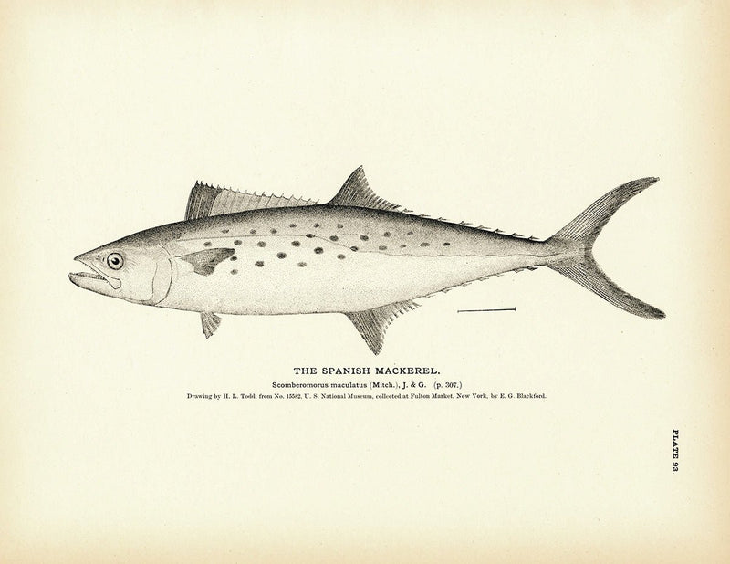 Spanish Mackerel Art Print - Muir Way - Fisheries