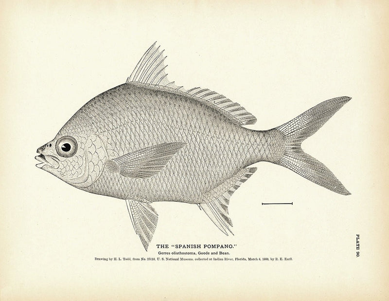 Spanish Pompano Art Print - Muir Way - Fisheries