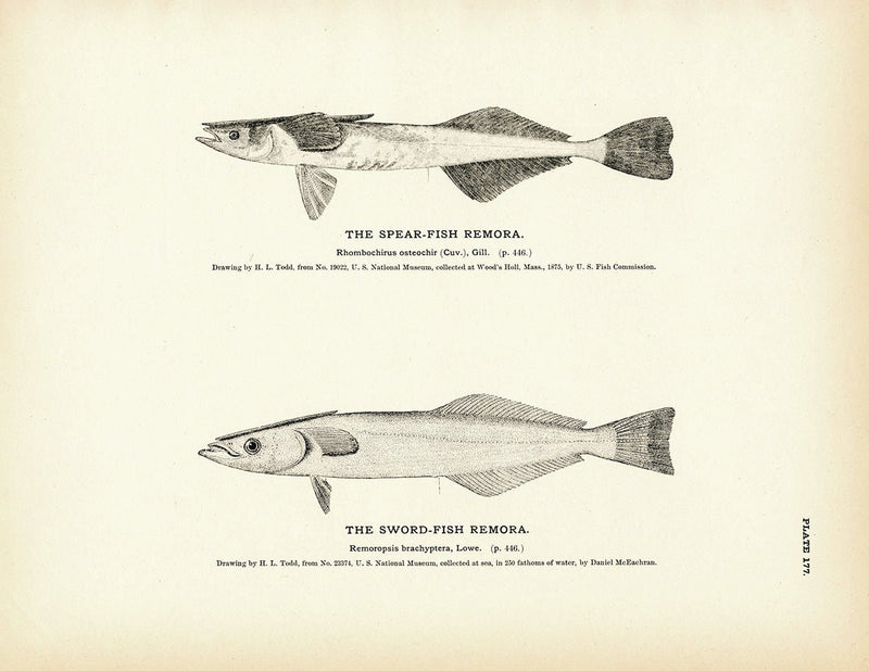 Spear - Fish Remora and Sword - Fish Remora Art Print - Muir Way - Fisheries