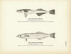 Spear-Fish Remora and Sword-Fish Remora Art Print