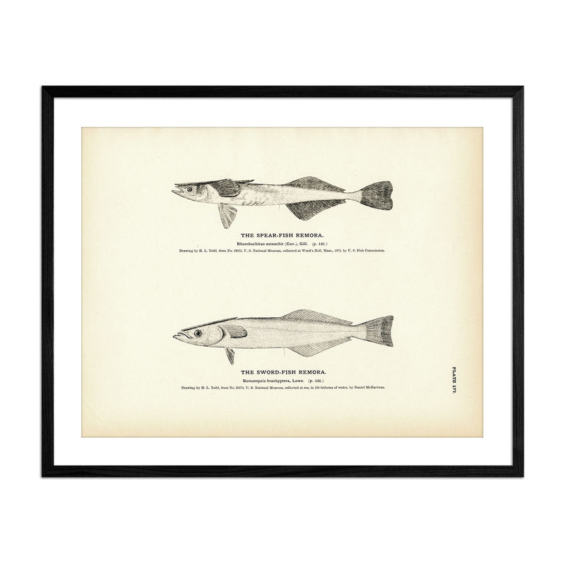 Spear - Fish Remora and Sword - Fish Remora Art Print - Muir Way - Fisheries