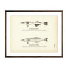 Vintage Spear-fish Remora and Sword-fish Remora print