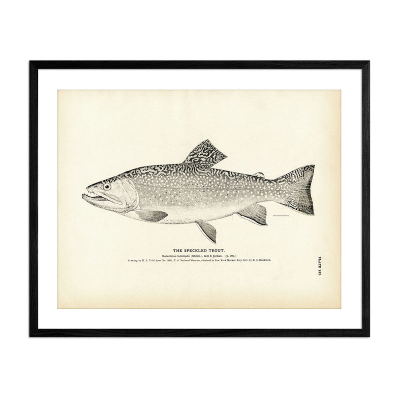 Speckled Trout Art Print - Muir Way - Fisheries