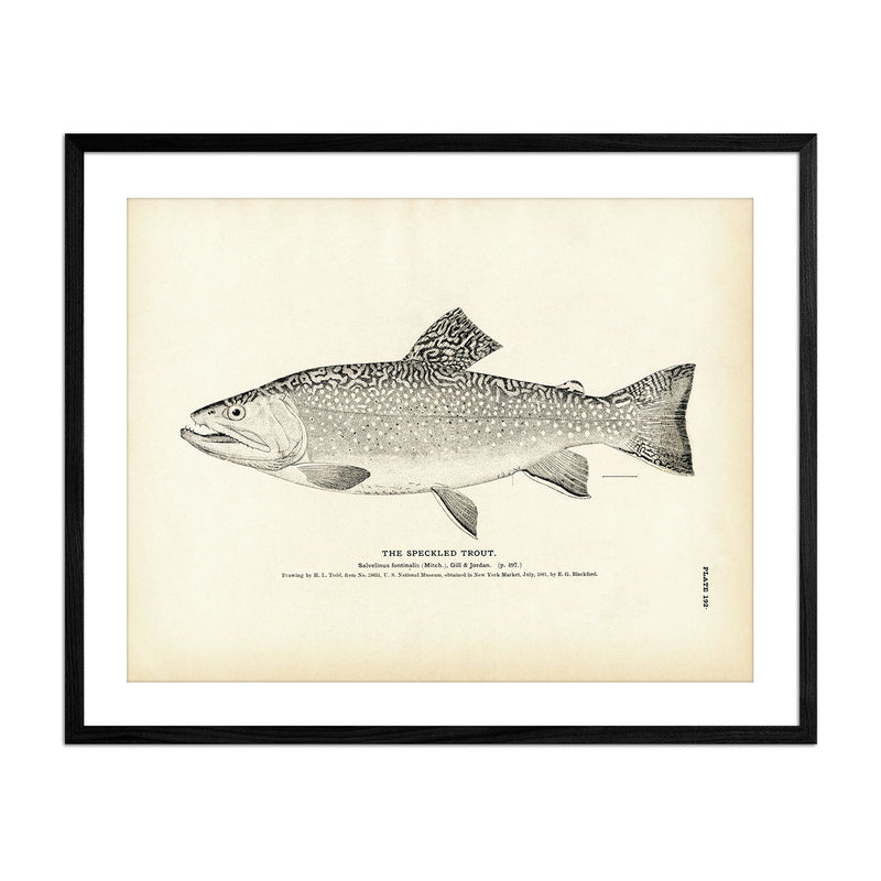 Vintage Speckled Trout fish print