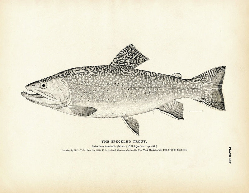 Speckled Trout Art Print - Muir Way - Fisheries