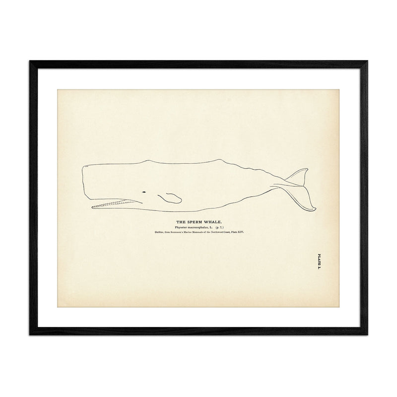 Sperm Whale Art Print - Muir Way - Fisheries
