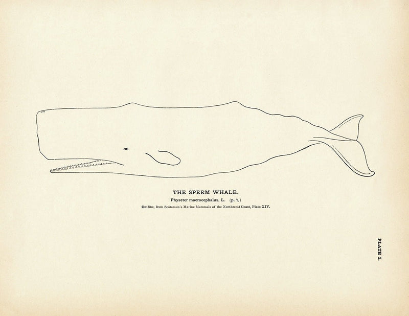 Sperm Whale Art Print - Muir Way - Fisheries
