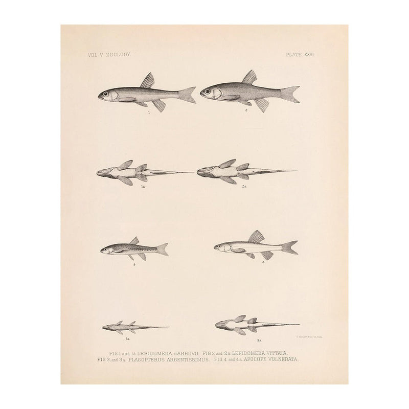 Spinedace, Woundfin, and Dace Art Print