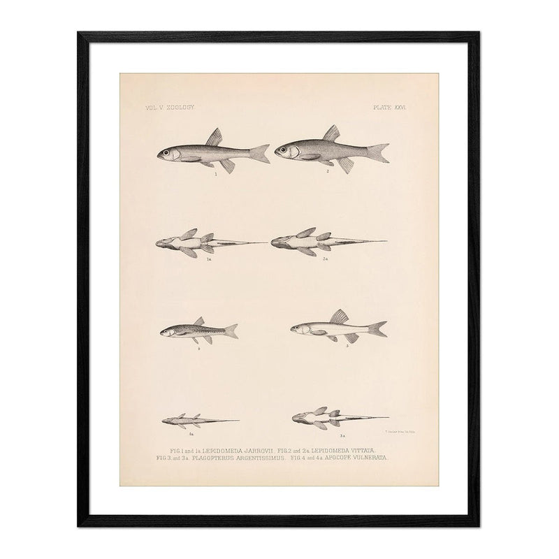 Spinedace, Woundfin, and Dace Art Print - Muir Way - Animals