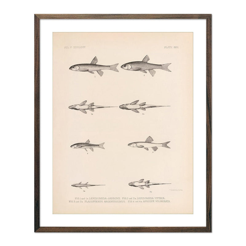 Spinedace, Woundfin, and Dace Art Print - Muir Way - Animals