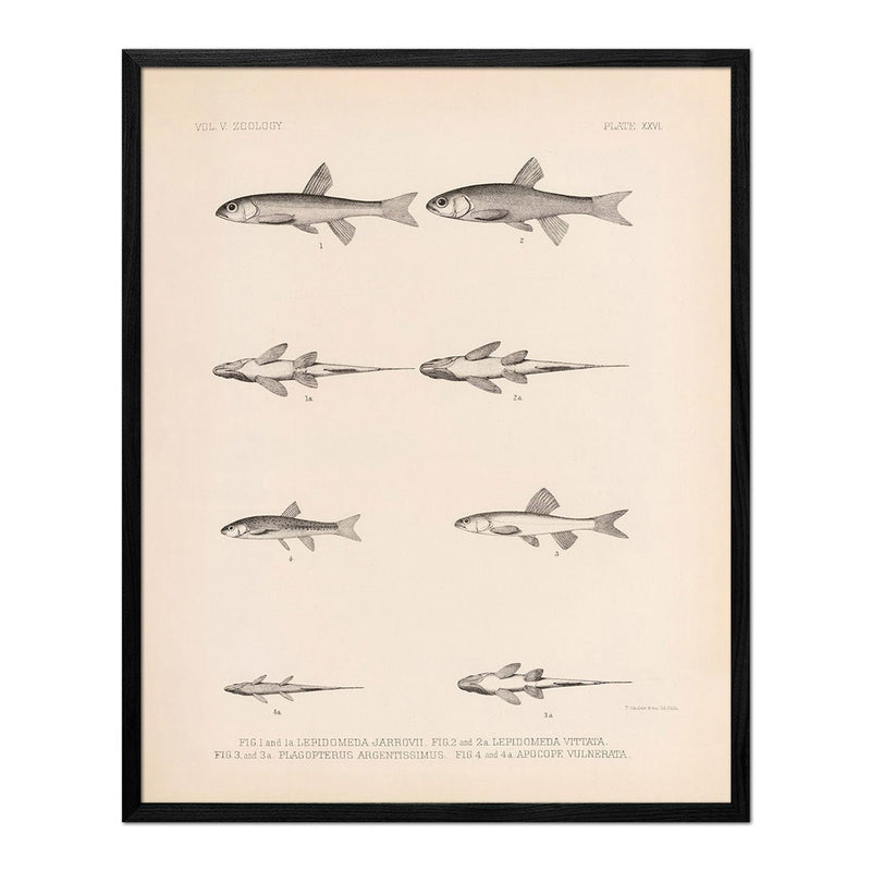 Spinedace, Woundfin, and Dace Art Print - Muir Way - Animals