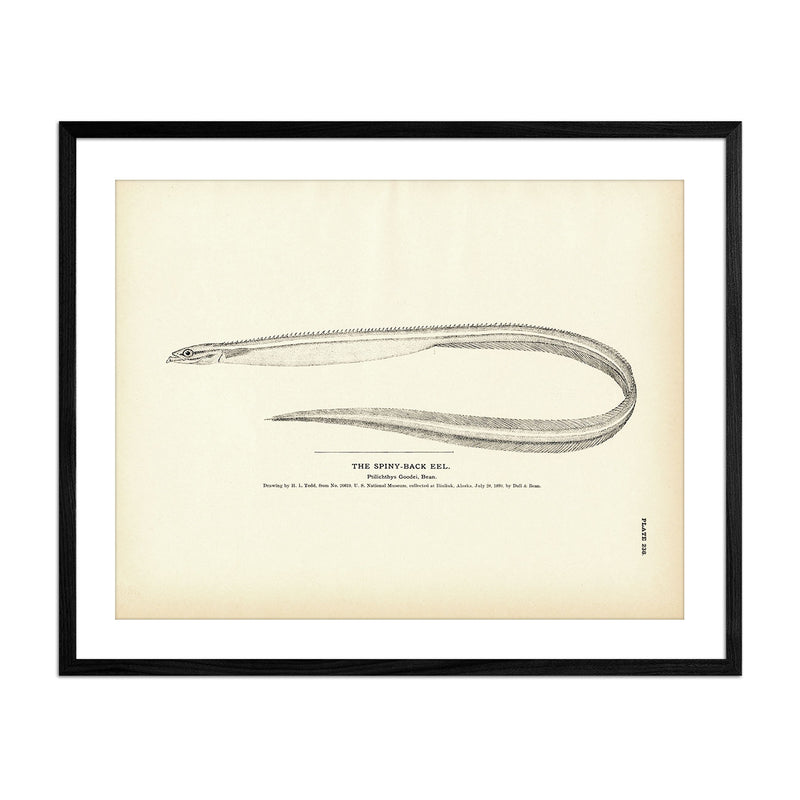 Spiny - Back Eel Art Print - Muir Way - Fisheries