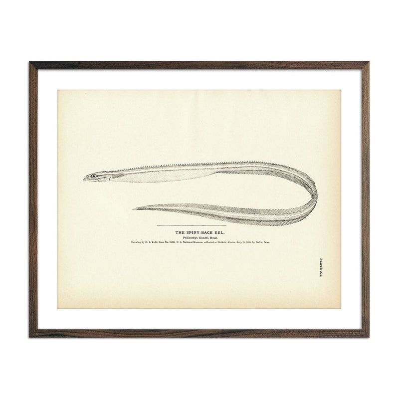 Spiny - Back Eel Art Print - Muir Way - Fisheries