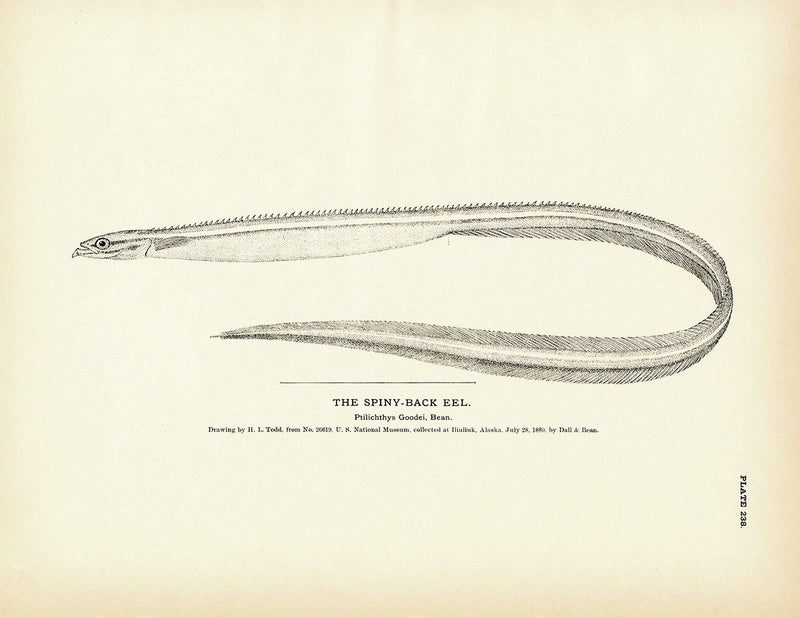 Spiny - Back Eel Art Print - Muir Way - Fisheries