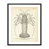 Spiny Lobster (Rock Lobster) Art Print