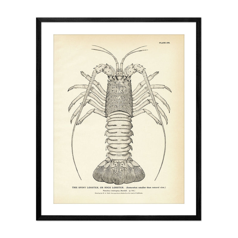 Vintage Spiny Lobster fish print