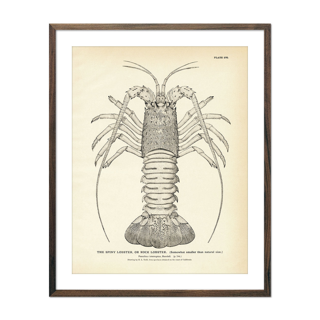 Vintage Spiny Lobster fish print