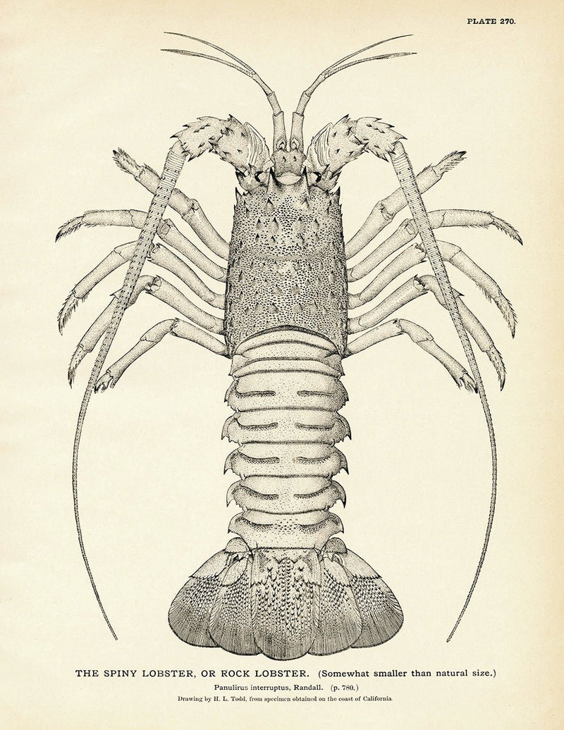 Spiny Lobster (Rock Lobster) Art Print - Muir Way - Fisheries
