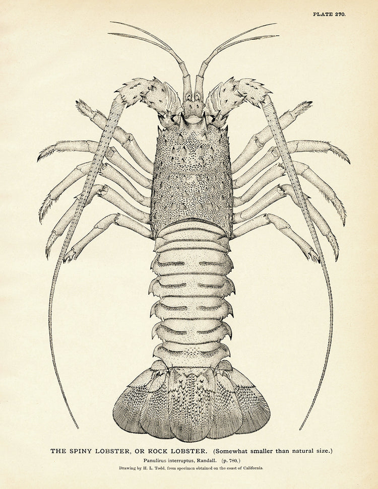 spiny lobster drawing