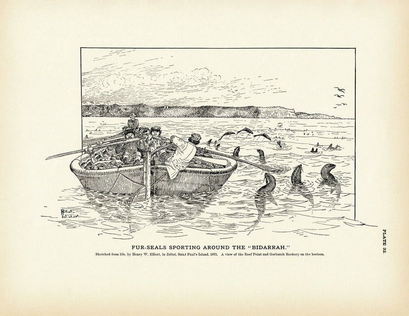 Fur - Seals Sporting Around the "Bidarrah" Art Print - Muir Way - Fisheries
