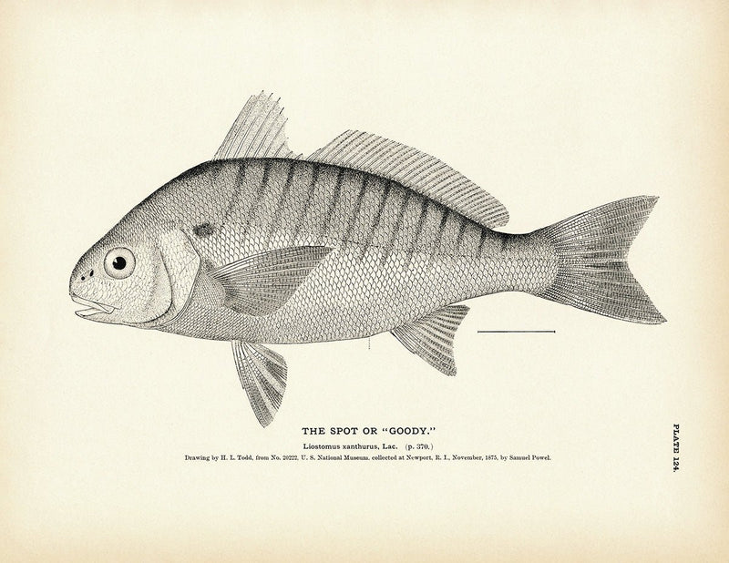 Spot (Goody) Art Print - Muir Way - Fisheries