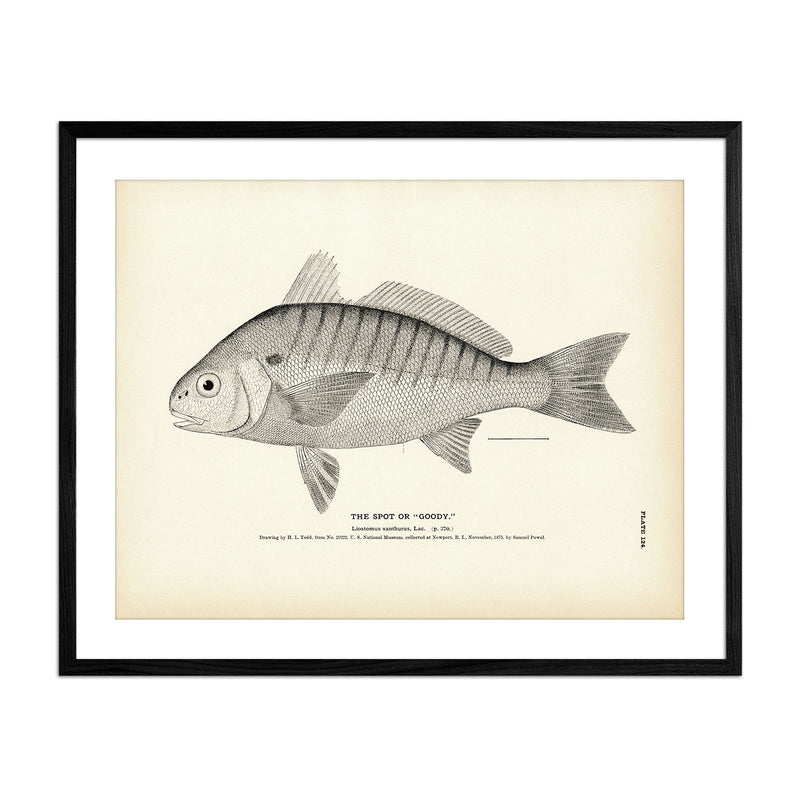 Spot (Goody) Art Print - Muir Way - Fisheries