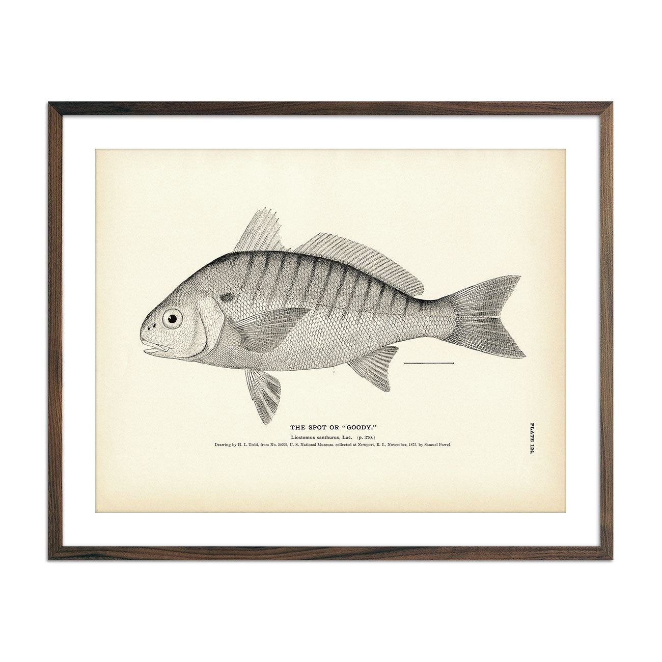 Vintage Spot fish print