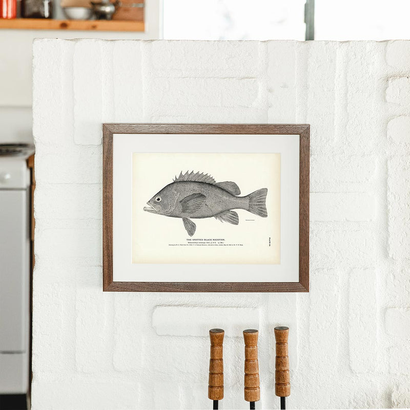 Spotted Black Rockfish Art Print - Muir Way - Fisheries