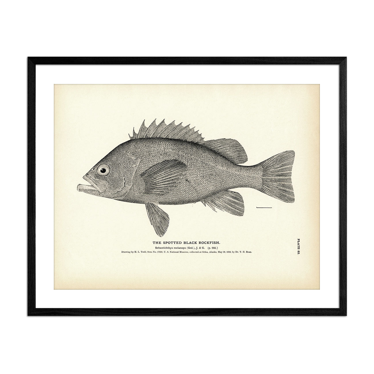 Spotted Black Rockfish - 1884 Print | Muir Way