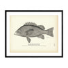 Spotted Black Rockfish Art Print