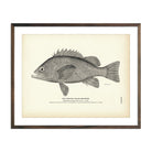 Vintage Spotted Black Rockfish print