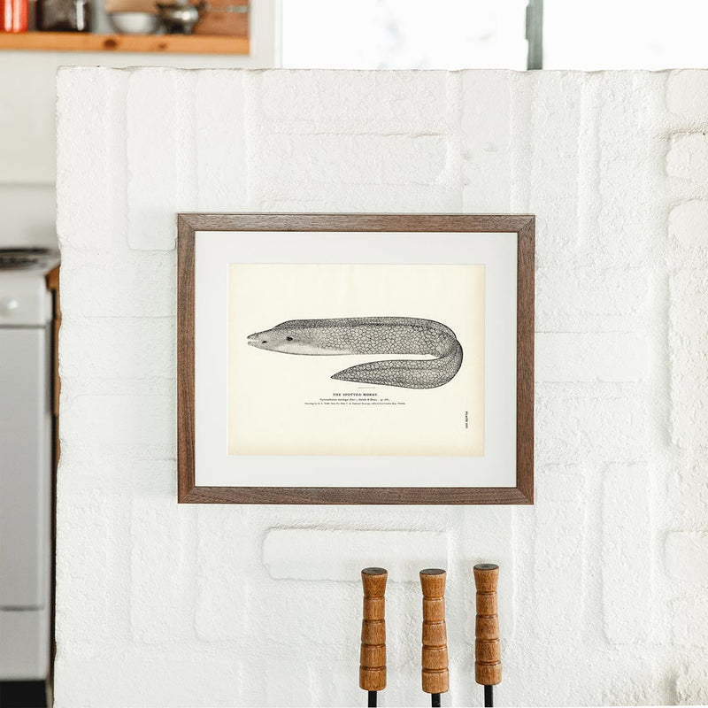 Spotted Moray Art Print - Muir Way - Fisheries