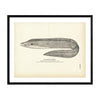 Spotted Moray Art Print