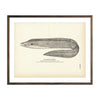 Vintage Spotted Moray fish print